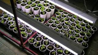 How To Germinate And Start Tobacco Seeds [upl. by Arndt380]