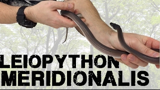 Une nouvelle espèce de python de Nouvelle guinée Papouasie Leiopython meridionalis [upl. by Attelra]