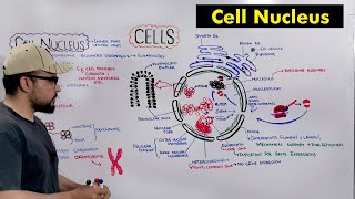 Cell Nucleus quotStructure and Functions of Nucleusquot Detailed Series [upl. by Denny]