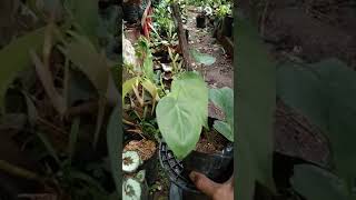 Philodendron hederaceummemelong hati remaja cek httpstokopedialinkPXwk9I6ISOb philodendron [upl. by Diao]