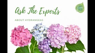 Ask the Experts about Hydrangeas a webinar presented by National Garden Bureau [upl. by Teevens698]