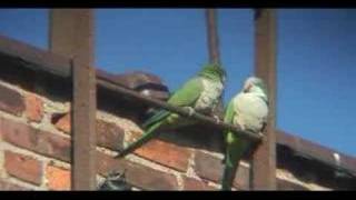 Quaker Parrots Frolic in Freezing Cold [upl. by Airdna]