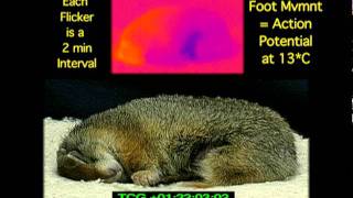 Hibernation Phenomenon of ReWarming Arctic Ground Squirrel with Infrared Camera [upl. by Ilram]