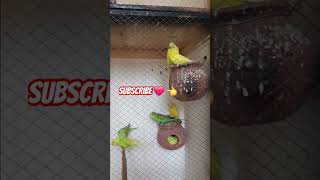 آسٹریلین طوطے۔۔۔  parrotsounds parrot birds funny parrotmedia pets greenparrotsound parrots [upl. by Wolff]