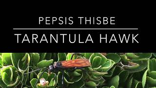 What is a Tarantula Hawk  Earth and Medicine Equestrian [upl. by Birkle750]