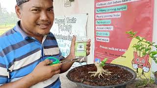 Bonsai sancang mame stuck di nol kan kembali real shorts bonsaidream bonsaisancang tanaman [upl. by Yedorb]