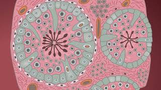 STAGES OF GAMETOGENESIS IN TESTIS AND OVARY [upl. by Tade]