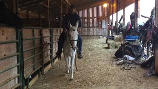 Sold23X 7 yr old 142h white mare mule 1000 [upl. by Nelhsa]