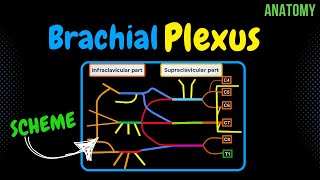 Brachial Plexus Scheme  Quiz  Anatomy [upl. by Yelsna425]