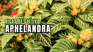 APHELANDRA Dicas de Cultivo [upl. by Hedelman993]