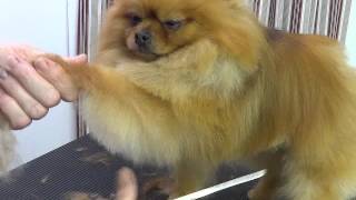 Pet Grooming for a Pomeranian starring Baa Baa [upl. by Karlise]