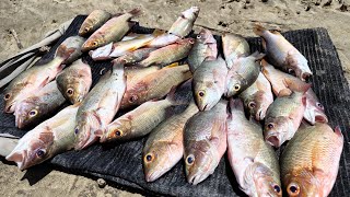 MUITAS FISGADAS NA PESCA DE RIO PESCANDO E COMENDO [upl. by Fara]