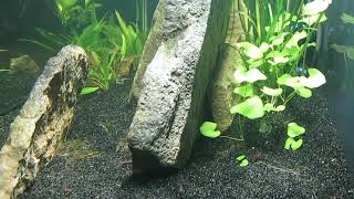 75Gallon CO2Injected Aquascape Update 81824 [upl. by Cynde]