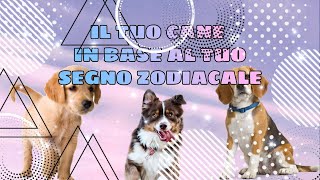 Che cane sei in base al tuo segno zodiacale [upl. by Enwahs]