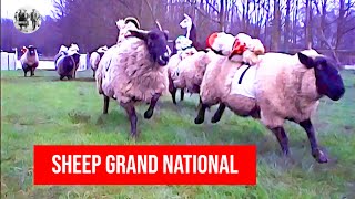 Baarilliant  The World famous Sheep Grand National [upl. by Barb]