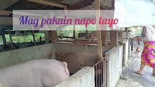 Small Backyard Piggery  Pig Farming [upl. by Ahsiei938]