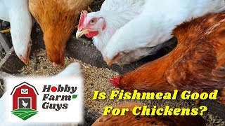 The Pros amp Cons Of Feeding Fishmeal to Chickens [upl. by Oicul]