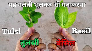 Basil Vs Tulsi  बेसिल और तुलसी में अंतर । [upl. by Joselow]