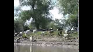 The Danube Delta part 1 of 6 [upl. by Matthieu]