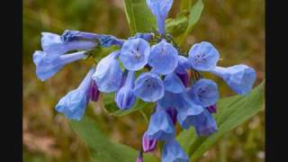 Glasgow Rangers Loyalist  All the Bluebells are blue [upl. by Jess]