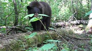 Black Bear Hunting in NW Ontario Canada [upl. by Ecyac706]