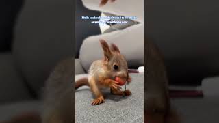 Do you like this squirrels ears squirrel pets rescue animals shorts [upl. by Dippold]