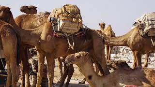 Danakil DepressionMining Salt at Dallol Ethiopia and Camel Caravans [upl. by Odradlig]