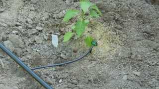 How To do Drip Irrigation with Emitters [upl. by Reinwald]