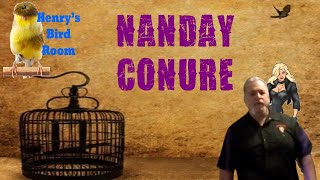 About Nanday Conures  Henrys Bird Room Tips amp DIY Info for Bird Breeders [upl. by Isyed248]