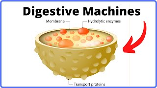 How a Cell Digests WasteFunction of Lysosomes [upl. by Hindu]