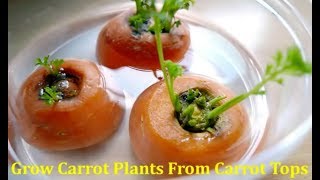 How to grow Carrot Plant from Carrot tops to yield seeds [upl. by Henning584]