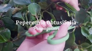 How To Propagate Peperomia From Leaf  Peperomia Obtusifolia Propagation [upl. by Heady]