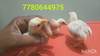 parrot beak long tail aseel chicks lineage topquality indianparrotbeaklongtailaseel [upl. by Bullion]