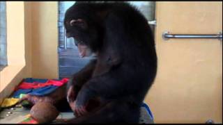 Save the Chimps  Chimps love coconuts [upl. by Aihsit]