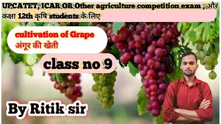 cultivation of Grape  अंगूर की खेती  upcatet ICAROther agriculture competition exam in Hindi [upl. by Bronez]