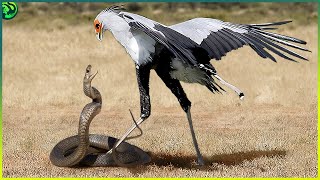 10 Most Brutal Bird vs Snake Fights [upl. by Edrahc821]