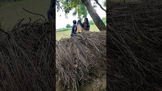 Sarita ji Jaunpuriya shorts shortvideo yoytubeshorts [upl. by Sirenay]