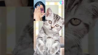 Cat TikTok Follow2  POV fyp xyzbca shorts cat catanimation 애니메이션 추천 [upl. by Aleb81]