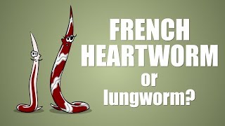 The French Heartworm  Plain and Simple [upl. by Sakhuja]