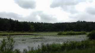 Driving in Patuxent Research Refuge near Lake Allen And Firing Range 72813 [upl. by Bhatt370]