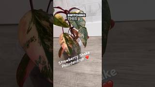 Strawberry Shake repotting to Leca🪴 philodendron plants plantcare tips viralshort subscribe [upl. by Blanka]