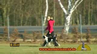 Griechischer Straßenhund quotEmilquot in Ausbildung bei Hundetrainer24 [upl. by Monica283]