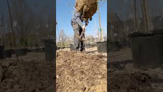 Planting quick planting trees shrubs [upl. by Sadinoel]