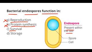 Endospore formation in bacteria [upl. by Enoval]