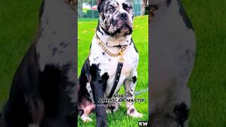 Cane corso vs north american mastif🔥✨ shorts What is the average life span of these dogs [upl. by Yerfej51]