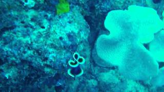 Beautiful swimming flatworm on the Great Barrier Reef [upl. by Tyson775]