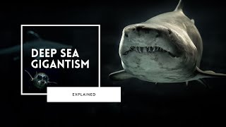 Deep Sea Gigantism Explained [upl. by Lowenstein842]