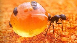 Yummy Honey Ants [upl. by Bunns696]