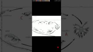 Prawn external feature and their life cycle in hindi biology solution [upl. by Shayn]