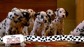 Puppies Get Their Collars  915 Movie Scenes  101 Dalmatians 1996 HD [upl. by Inalan544]